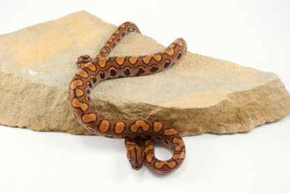 Brazilian Rainbow Boa