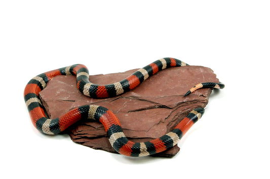 Apricot Pueblan Milksnake