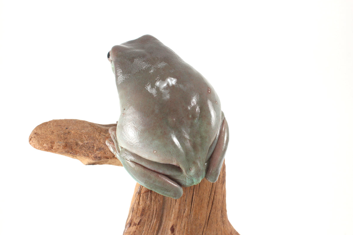 Adult White's Tree Frog