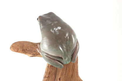 Adult White's Tree Frog