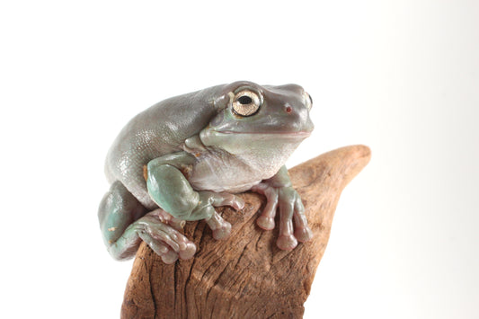 Adult White's Tree Frog