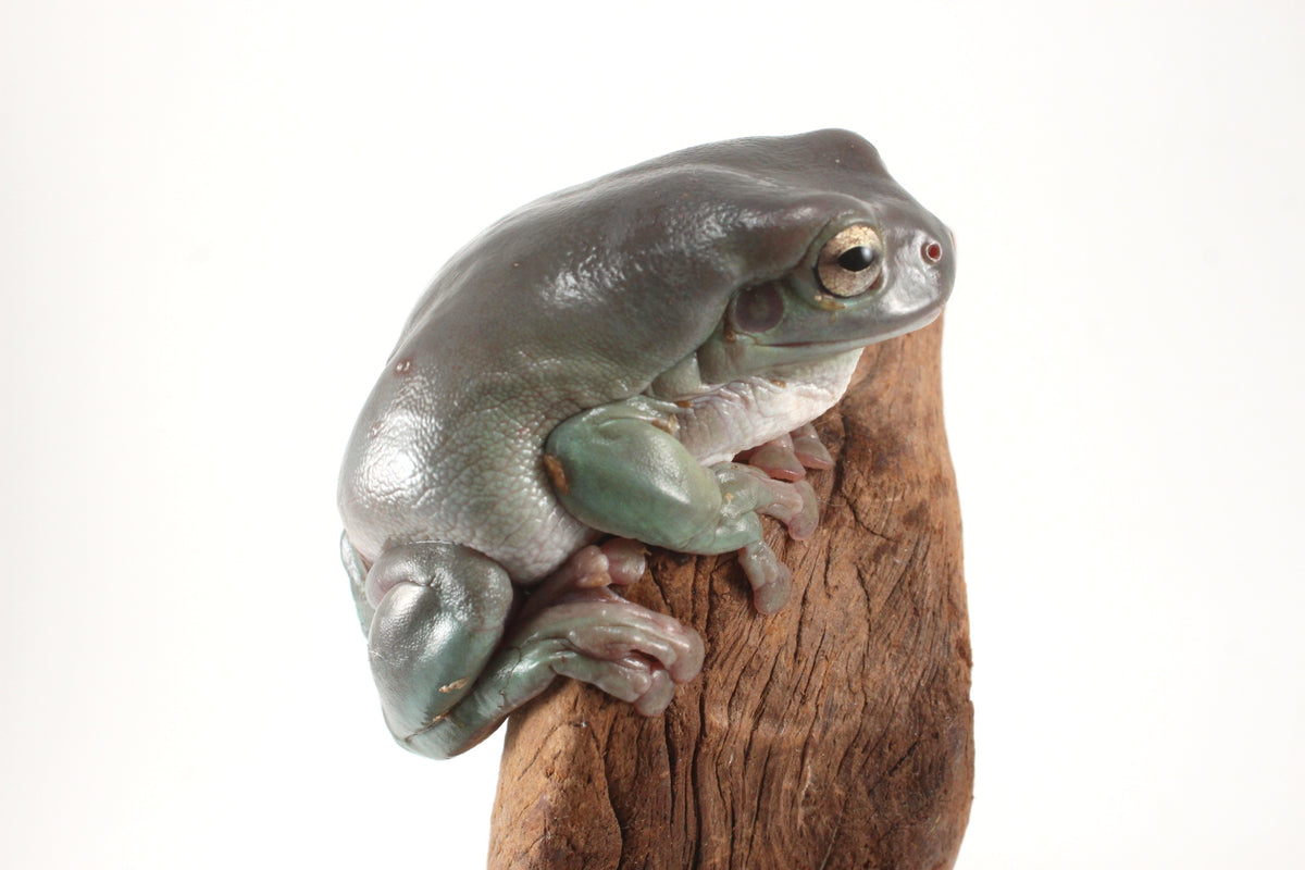 Adult White's Tree Frog