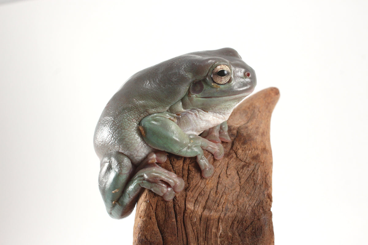 Adult White's Tree Frog