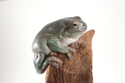 Adult White's Tree Frog