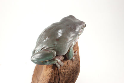 Adult White's Tree Frog
