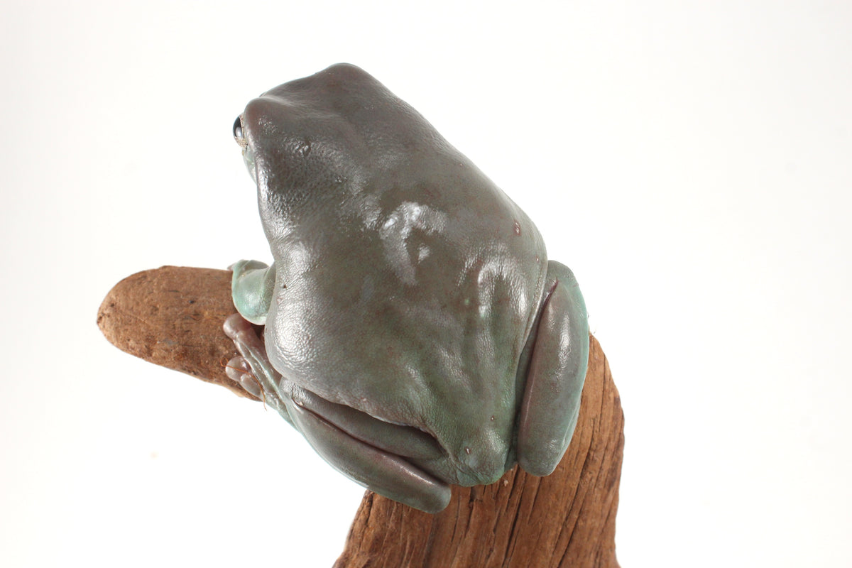 Adult White's Tree Frog