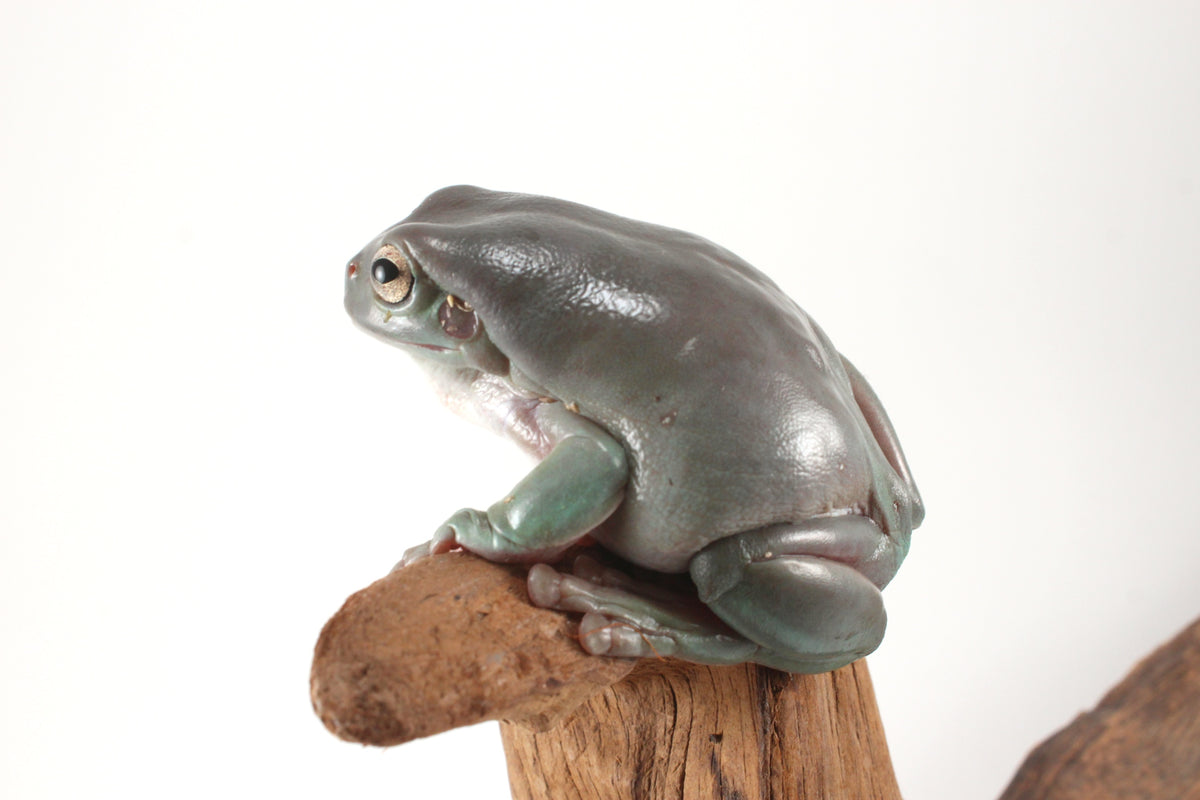 Adult White's Tree Frog