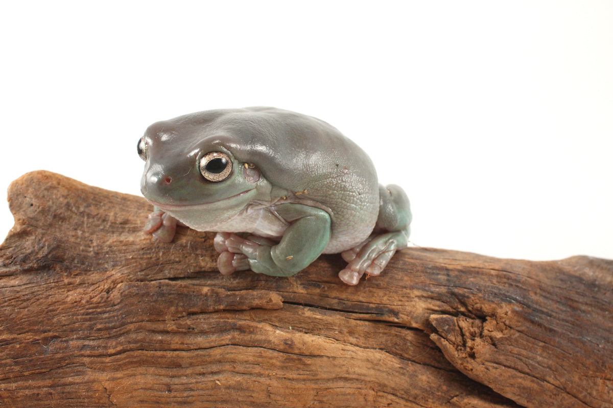 Adult White's Tree Frog