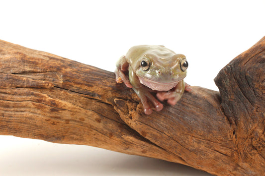 Adult White's Tree Frog