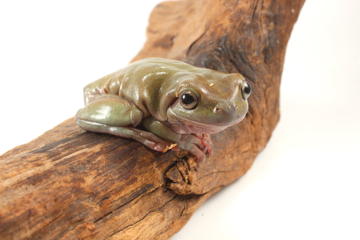 Adult White's Tree Frog