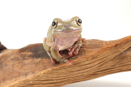Adult White's Tree Frog