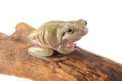 Adult White's Tree Frog