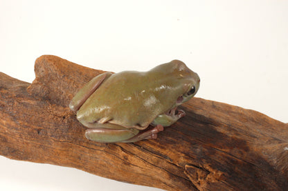 Adult White's Tree Frog
