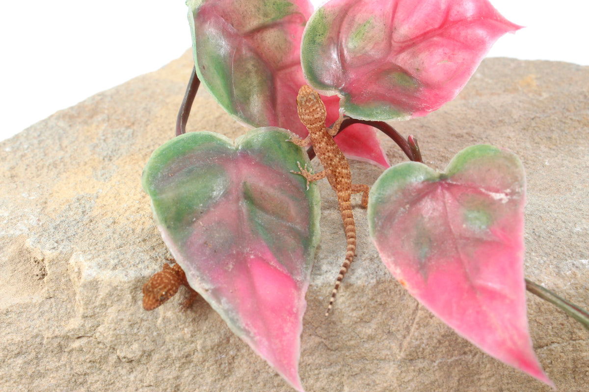 Prickly Gecko