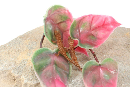 Prickly Gecko