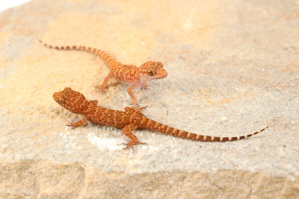 Prickly Gecko