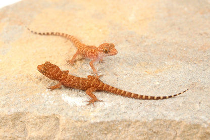 Prickly Gecko