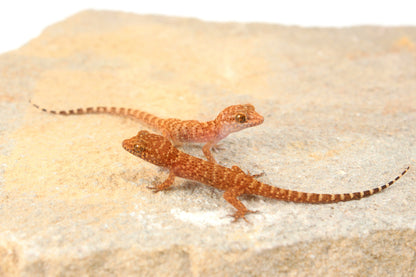 Prickly Gecko