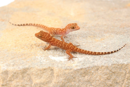 Prickly Gecko