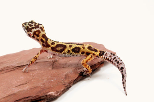 Albino Jungle Leopard Gecko