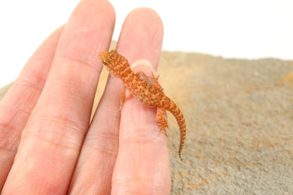 Prickly Gecko
