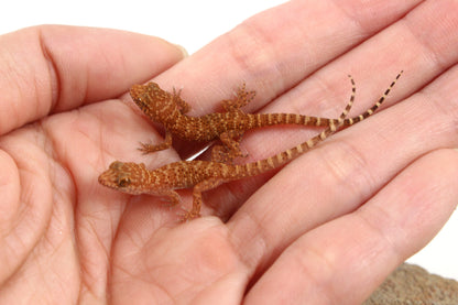 Prickly Gecko