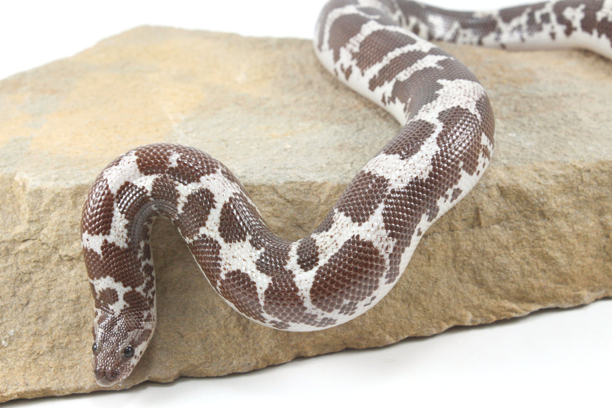 Anery Kenyan Sand Boa