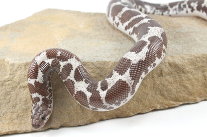 Anery Kenyan Sand Boa