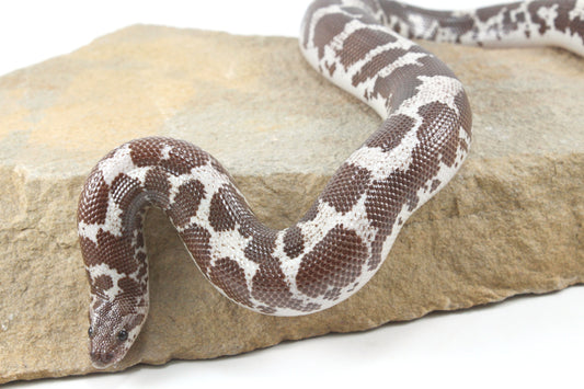 Anery Kenyan Sand Boa