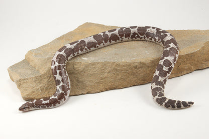 Anery Kenyan Sand Boa