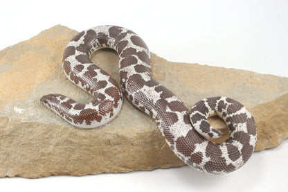 Anery Kenyan Sand Boa