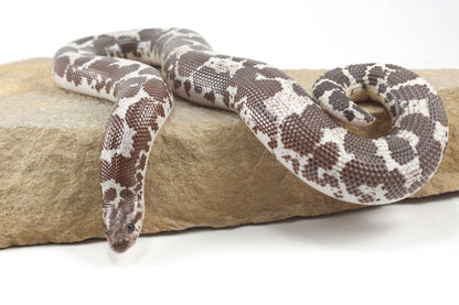 Anery Kenyan Sand Boa