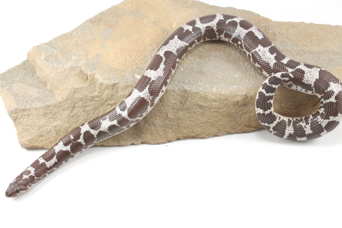 Anery Kenyan Sand Boa