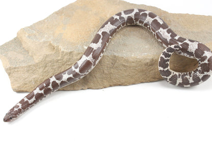 Anery Kenyan Sand Boa