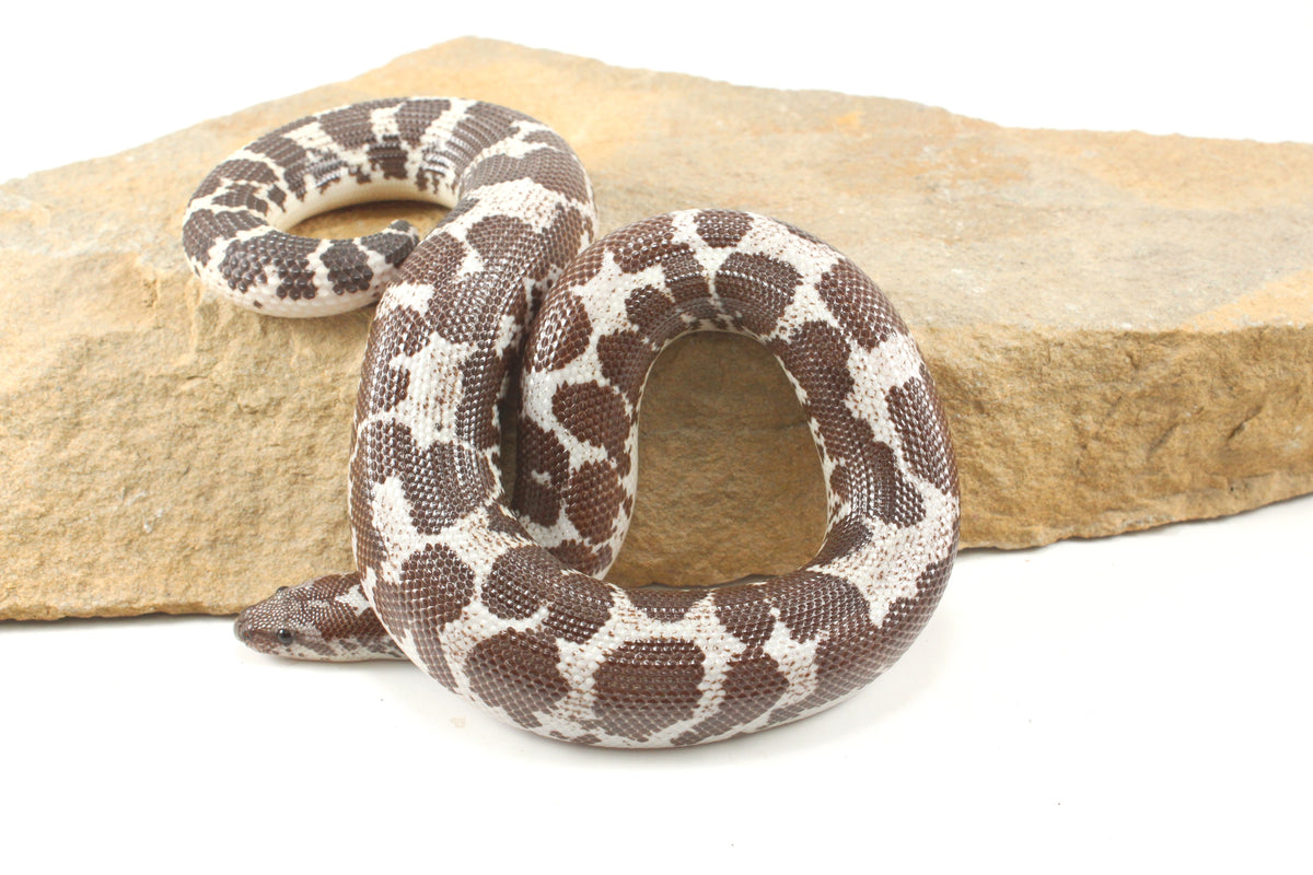 Anery Kenyan Sand Boa