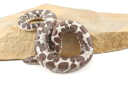 Anery Kenyan Sand Boa