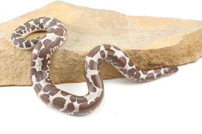 Anery Kenyan Sand Boa