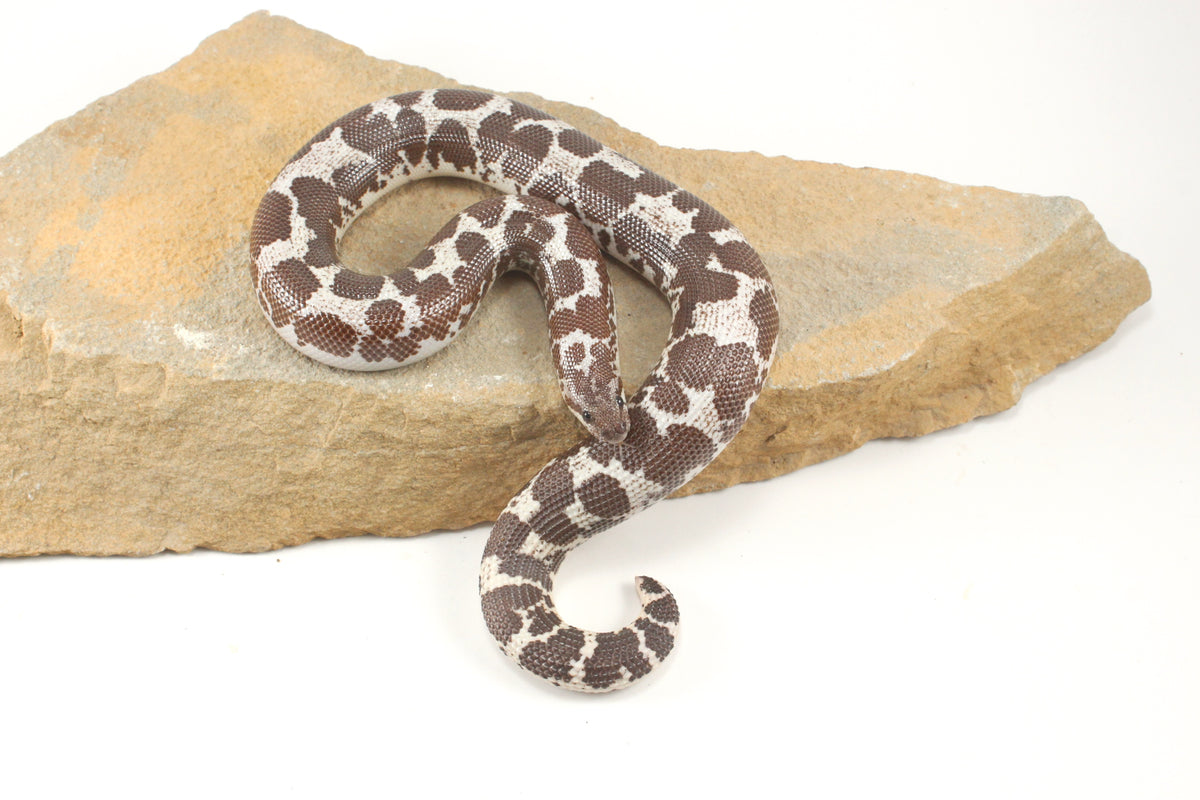Anery Kenyan Sand Boa