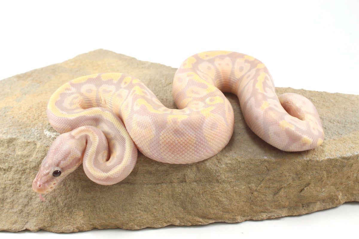Enchi Super Banana Ball Python
