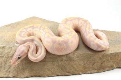 Enchi Super Banana Ball Python
