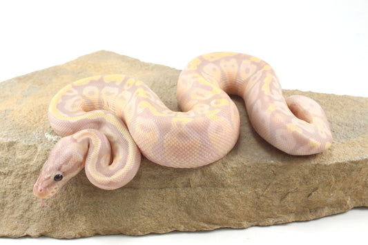 Enchi Super Banana Ball Python