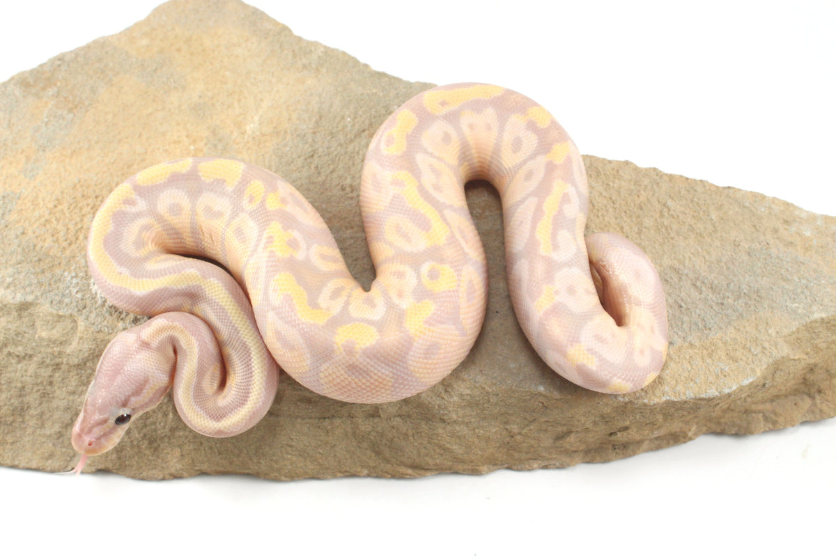 Enchi Super Banana Ball Python