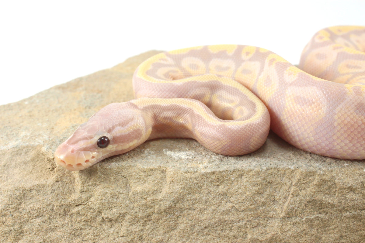Enchi Super Banana Ball Python