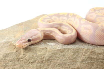 Enchi Super Banana Ball Python