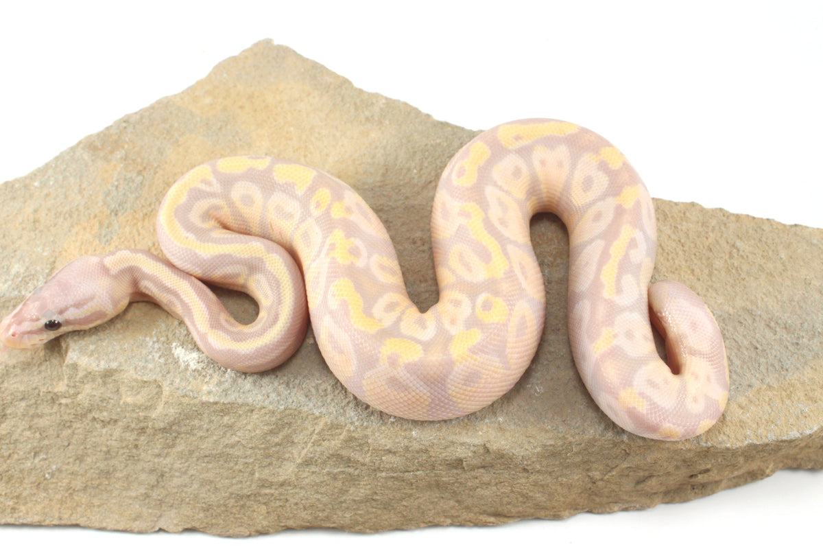 Enchi Super Banana Ball Python