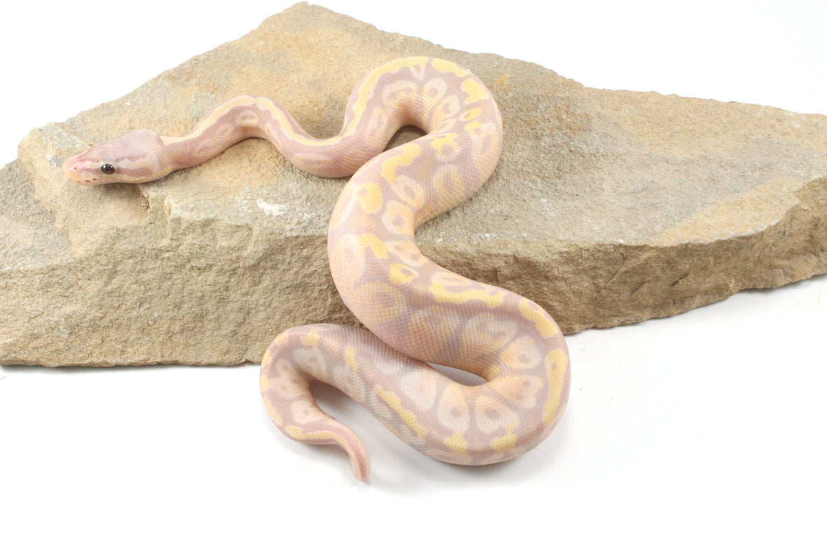Enchi Super Banana Ball Python