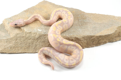 Enchi Super Banana Ball Python