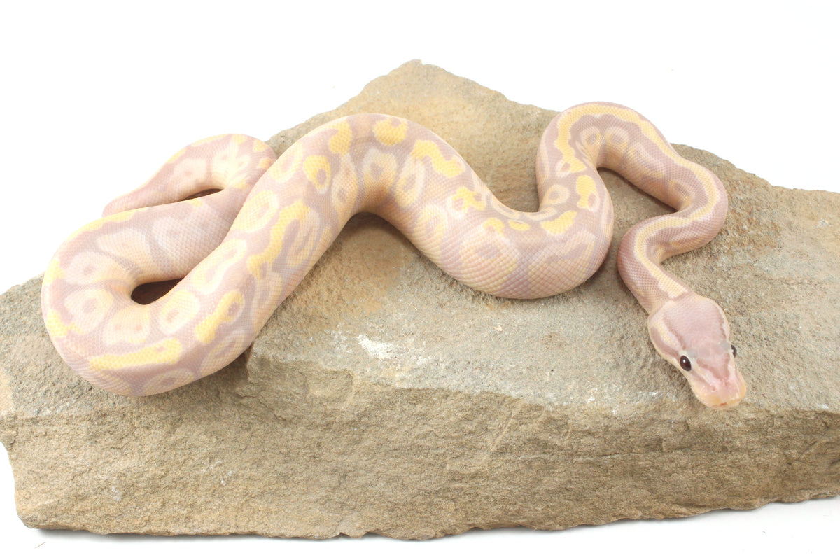 Enchi Super Banana Ball Python