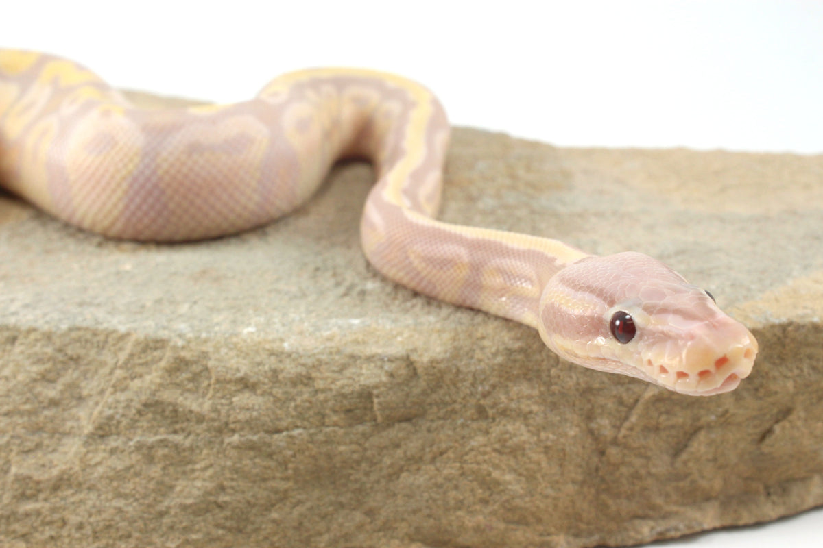 Enchi Super Banana Ball Python