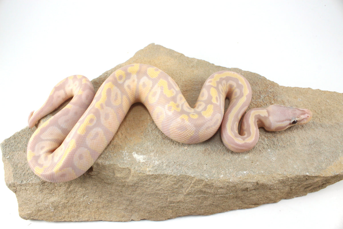 Enchi Super Banana Ball Python